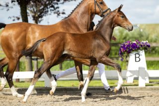 Ondelbrug ASD_( Fontaine TN X Vic )02 small