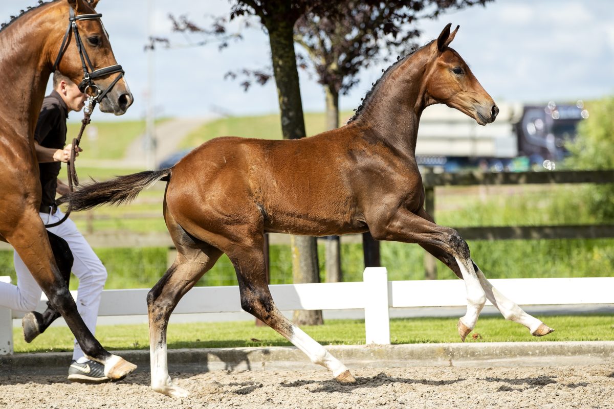 Ondelbrug ASD_( Fontaine TN X Vic )03 small