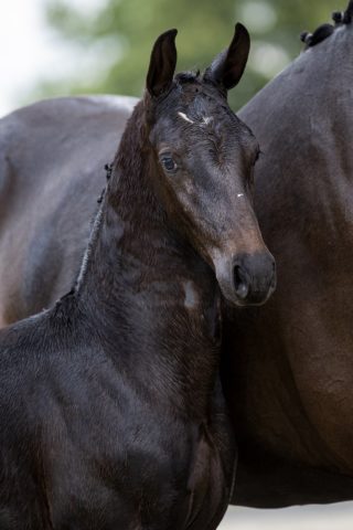 Only T_(Fontaine X Uphill)01 small