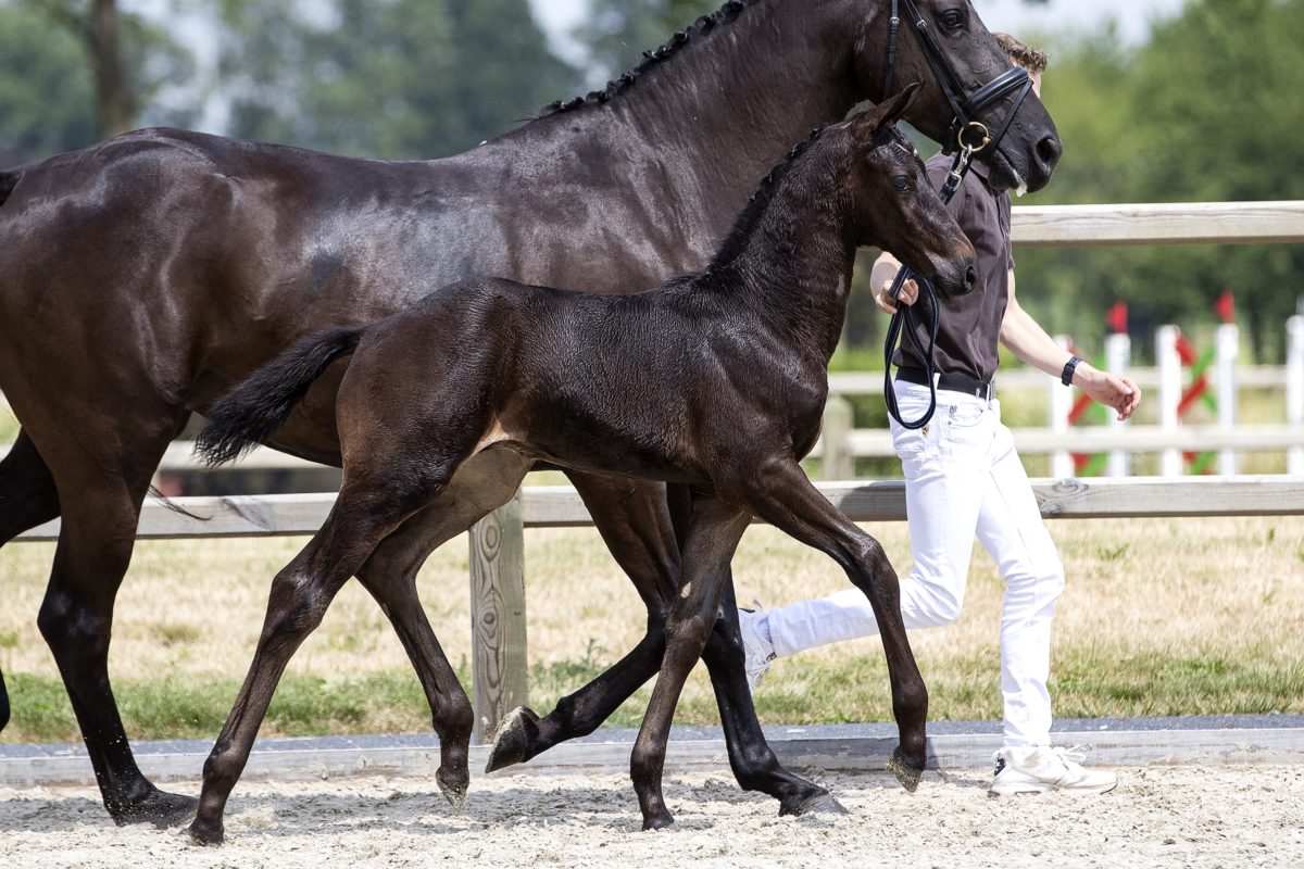 Only T_(Fontaine X Uphill)02 small