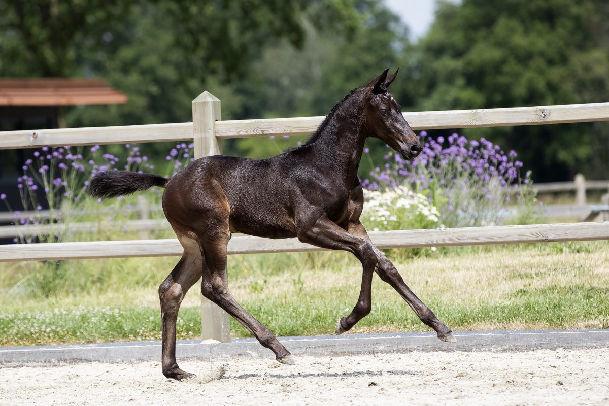 Only T_(Fontaine X Uphill)03 small