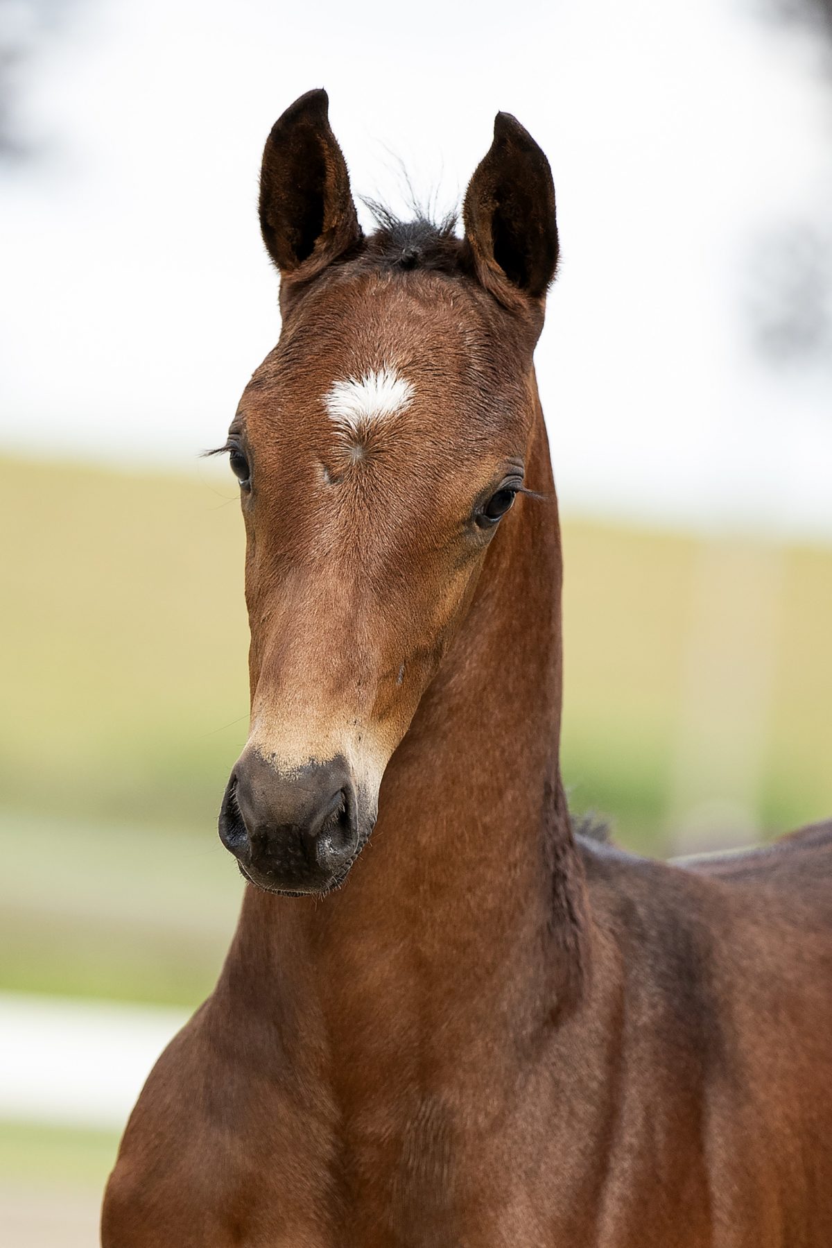 OnlyD_( Just wimphof X Jazz)01 small