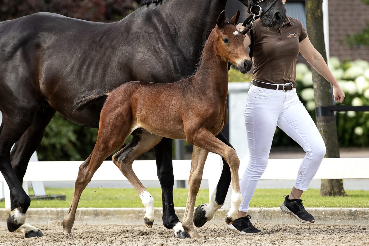 OnlyD_( Just wimphof X Jazz)02 small