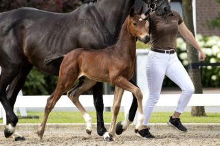 OnlyD_( Just wimphof X Jazz)02 small