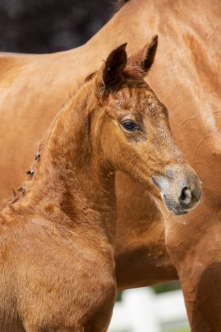 Oxford LC_(Vitalis X Jazz)01 small