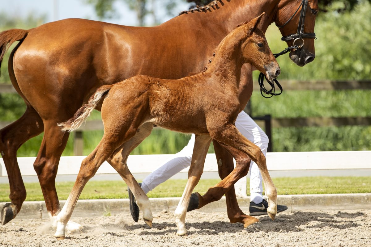 Oxford LC_(Vitalis X Jazz)02 small