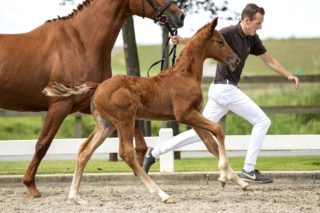 Oxford LC_(Vitalis X Jazz)03 small