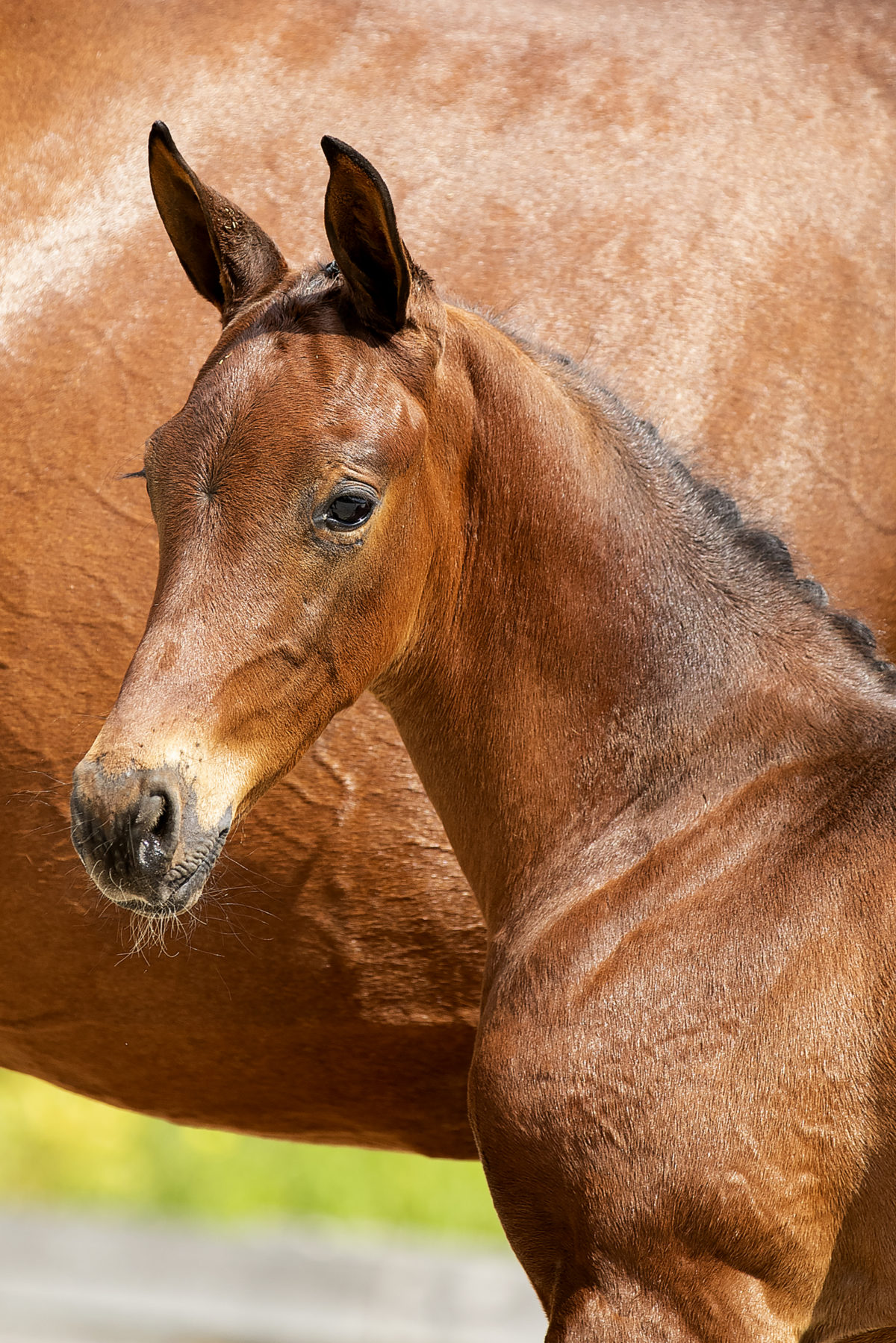 Ontario TC_(Joop TC X Dreamboy)01