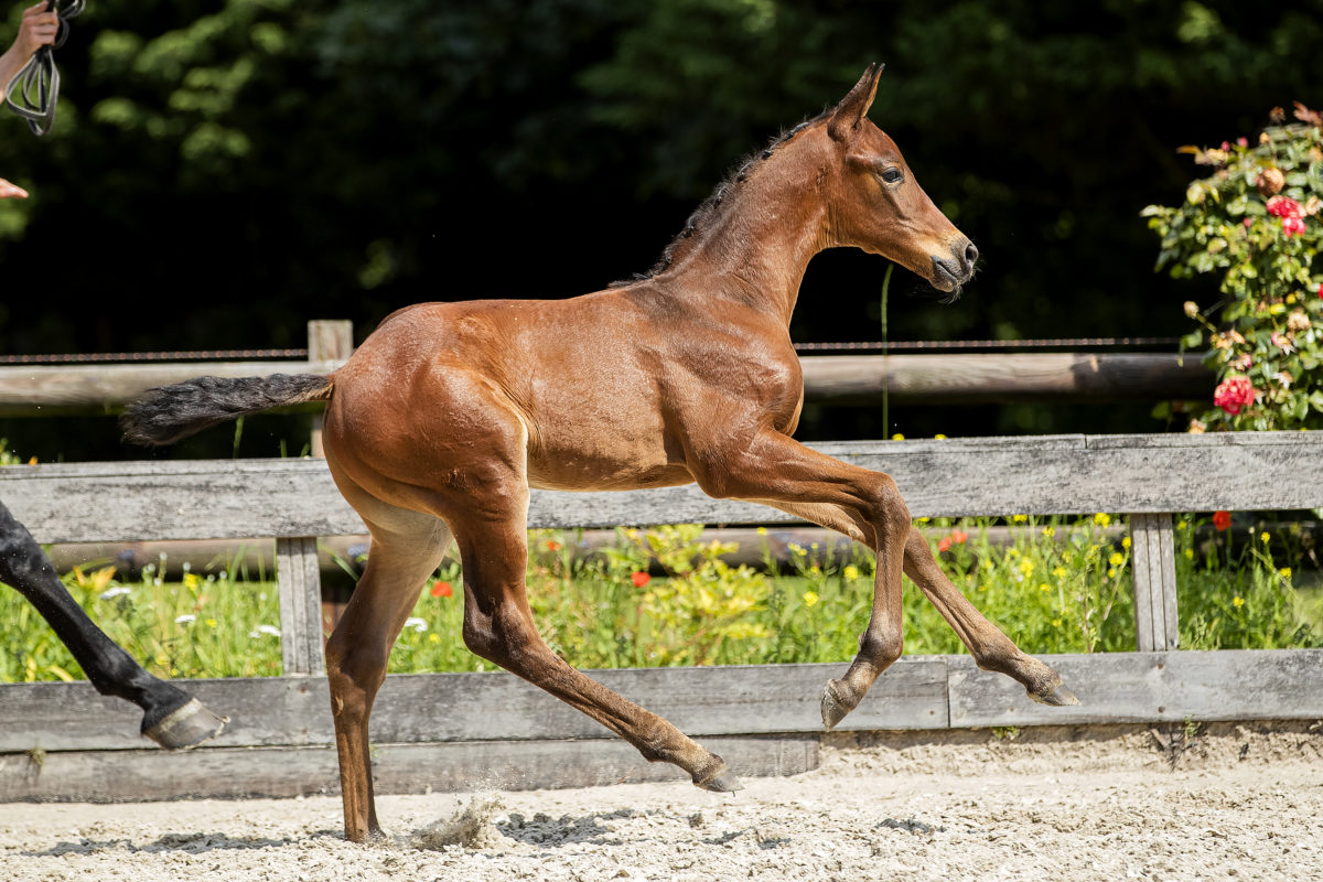 Ontario TC_(Joop TC X Dreamboy)03