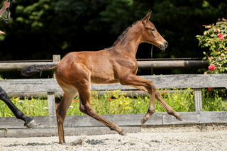 Ontario TC_(Joop TC X Dreamboy)03