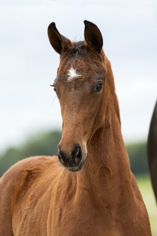 Onyx W_(Vitalis X Diamond Hit)01 small