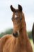 Onyx W_(Vitalis X Diamond Hit)01 small