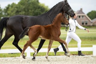 Onyx W_(Vitalis X Diamond Hit)02 small