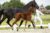 Onyx W_(Vitalis X Diamond Hit)02 small