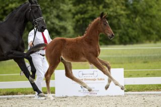 Onyx W_(Vitalis X Diamond Hit)03 small