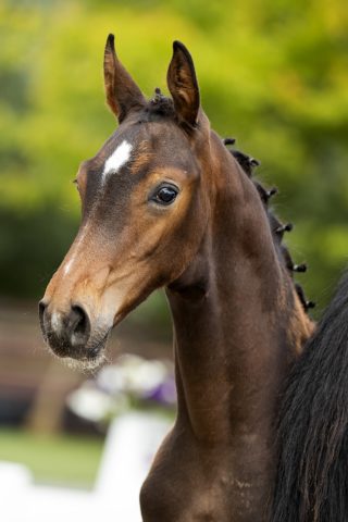 Opportunity GPH_(Quebei de L’ilse X Emilion)01 small