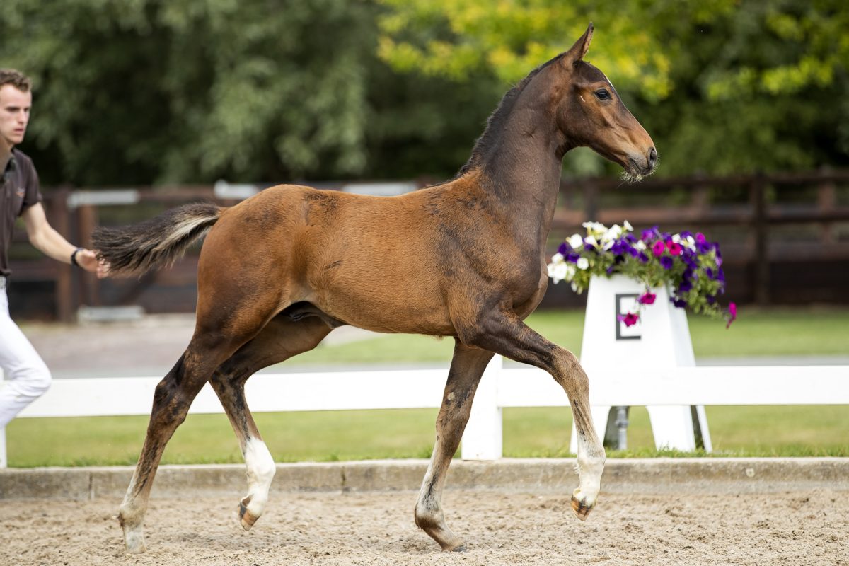 Opportunity GPH_(Quebei de L’ilse X Emilion)02 small