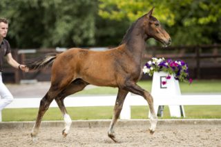 Opportunity GPH_(Quebei de L’ilse X Emilion)02 small