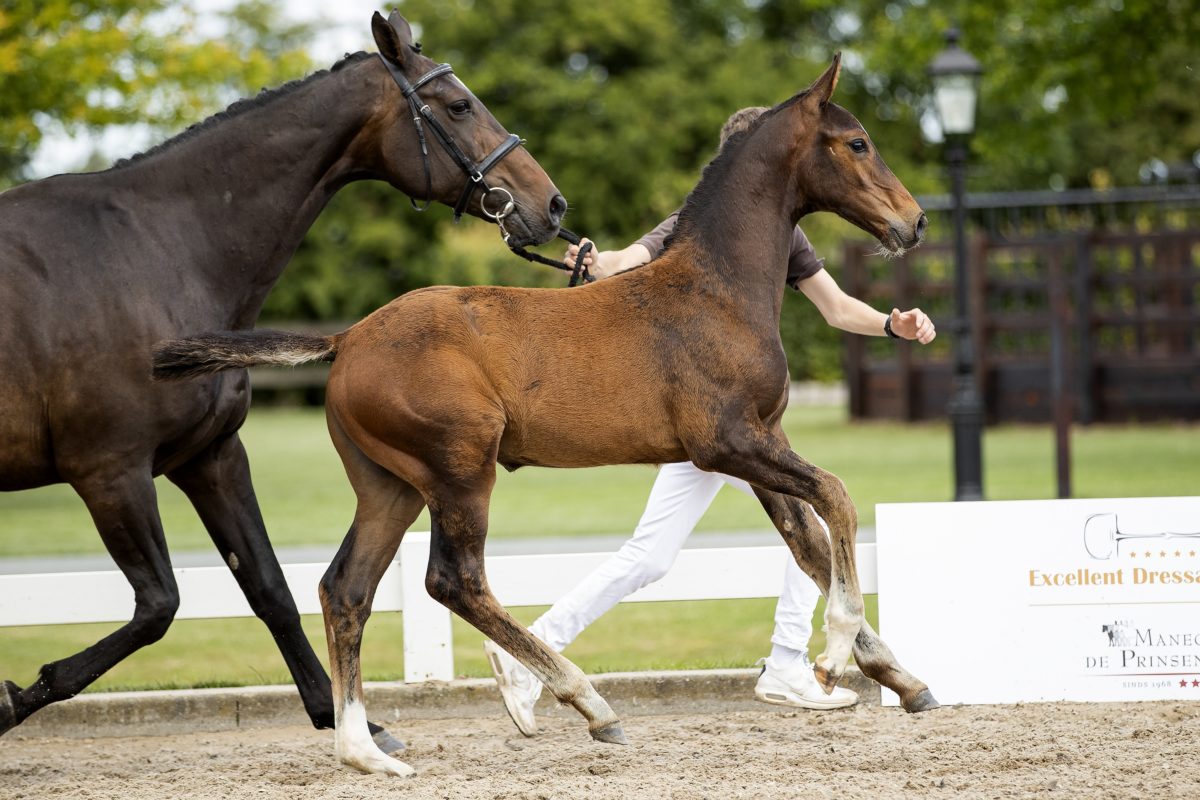 Opportunity GPH_(Quebei de L’ilse X Emilion)03 small
