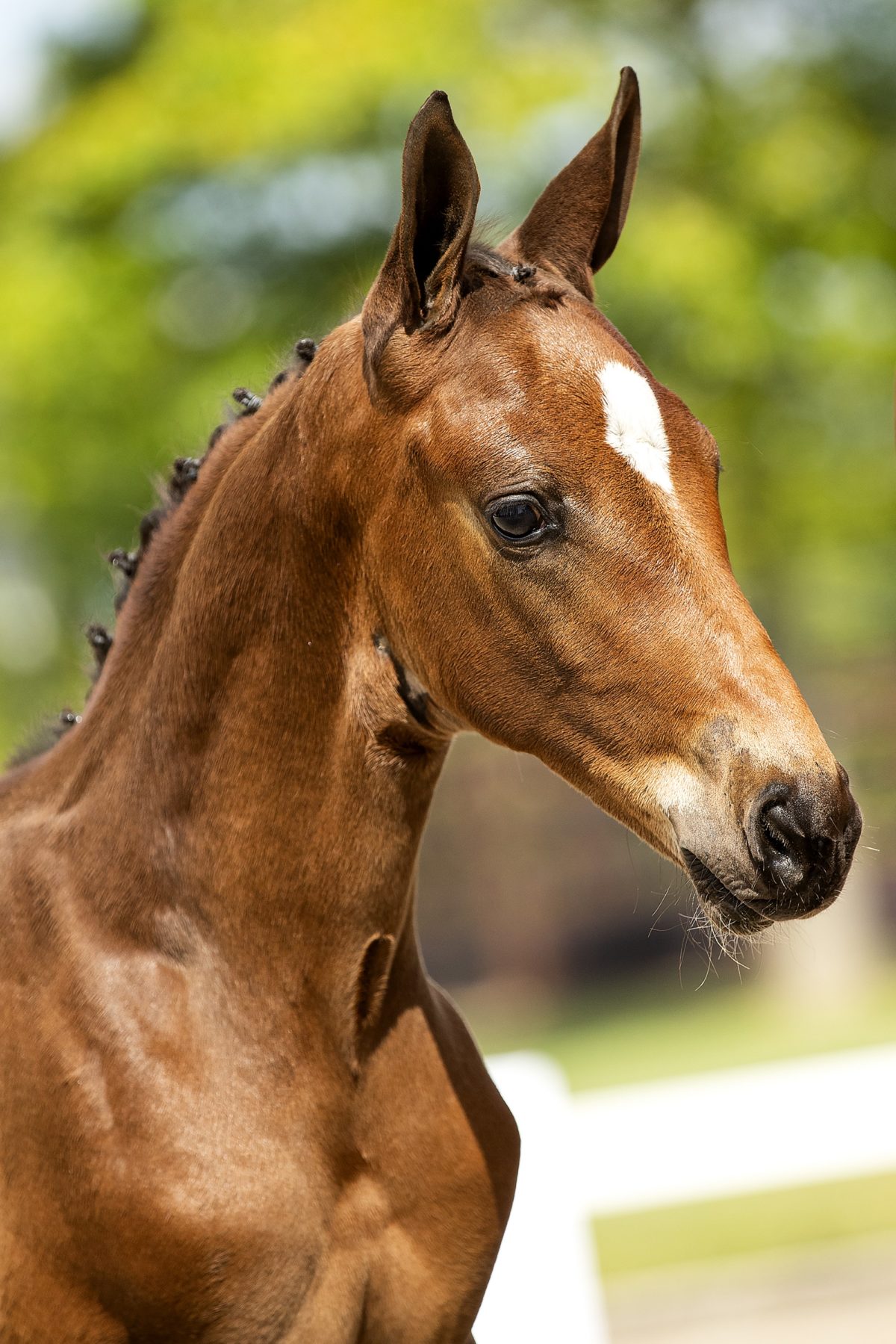 Oreon ES_(Mosito vh Hellehof X Corian)01 small