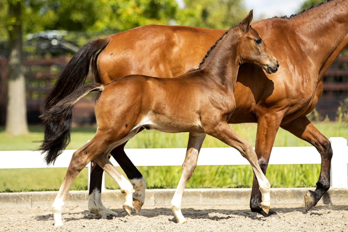 Oreon ES_(Mosito vh Hellehof X Corian)02 small