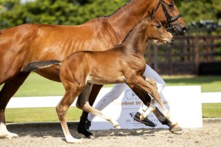 Oreon ES_(Mosito vh Hellehof X Corian)03 small