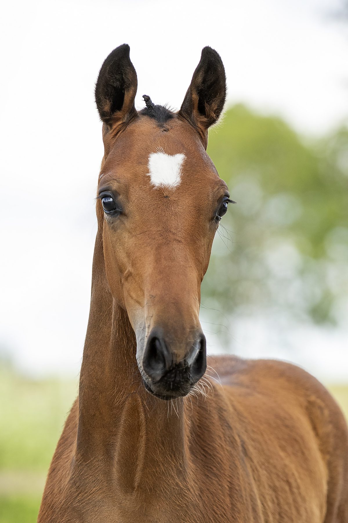 Orfeo_(For Ferrero X Spielberg)01 small