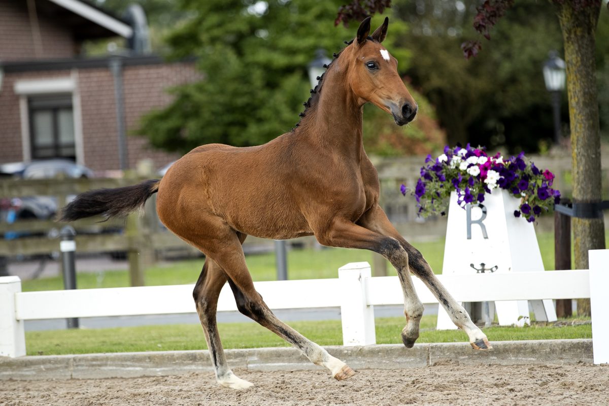 Orfeo_(For Ferrero X Spielberg)03 small