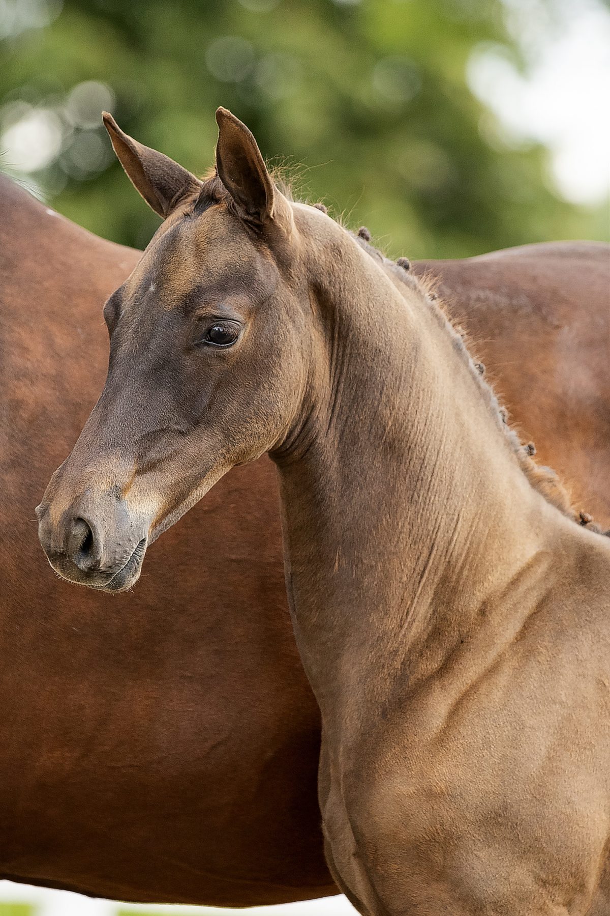 Orinka da Mora_(Vivaldi X Painted Black)01 small