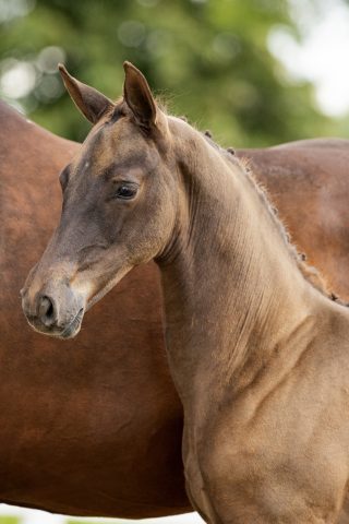 Orinka da Mora_(Vivaldi X Painted Black)01 small