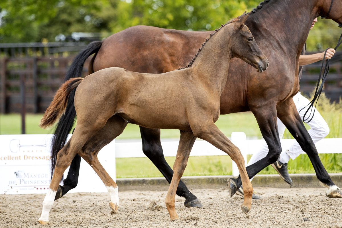 Orinka da Mora_(Vivaldi X Painted Black)02 small