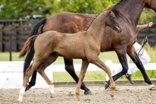 Orinka da Mora_(Vivaldi X Painted Black)02 small