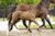 Orinka da Mora_(Vivaldi X Painted Black)02 small