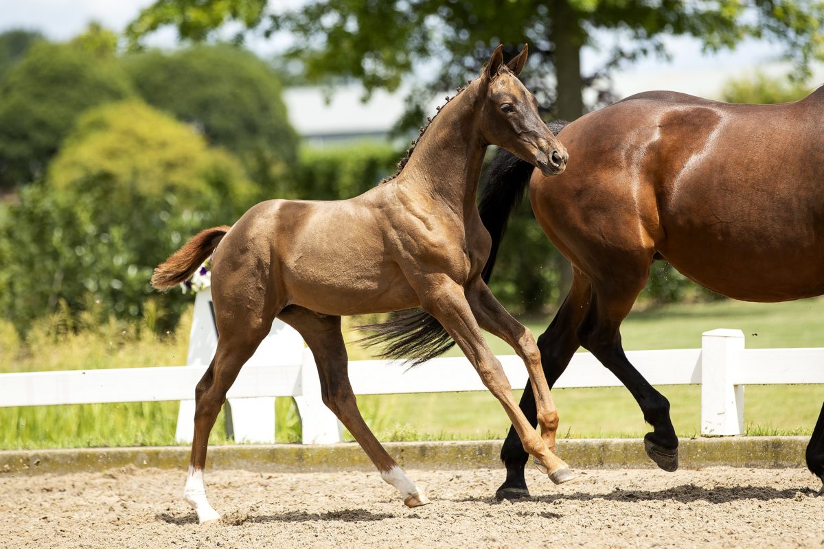 Orinka da Mora_(Vivaldi X Painted Black)03 small