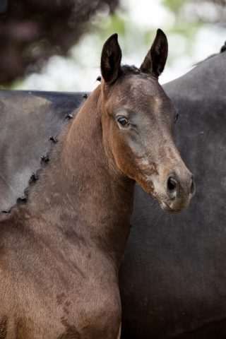 Orion_(Johnny Cash X Charmeur)01 small