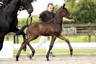 Orion_(Johnny Cash X Charmeur)02 small