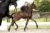 Orion_(Johnny Cash X Charmeur)02 small