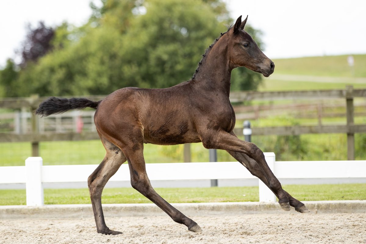 Orion_(Johnny Cash X Charmeur)03 small