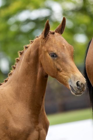 Oristano_(Blue Horse Zackery X Bon Bravour)01 small