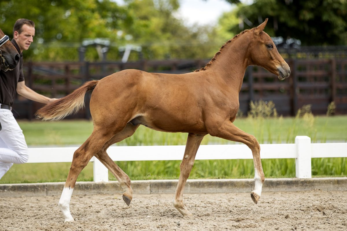 Oristano_(Blue Horse Zackery X Bon Bravour)02 small