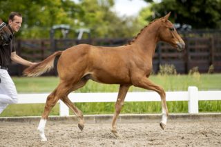 Oristano_(Blue Horse Zackery X Bon Bravour)02 small