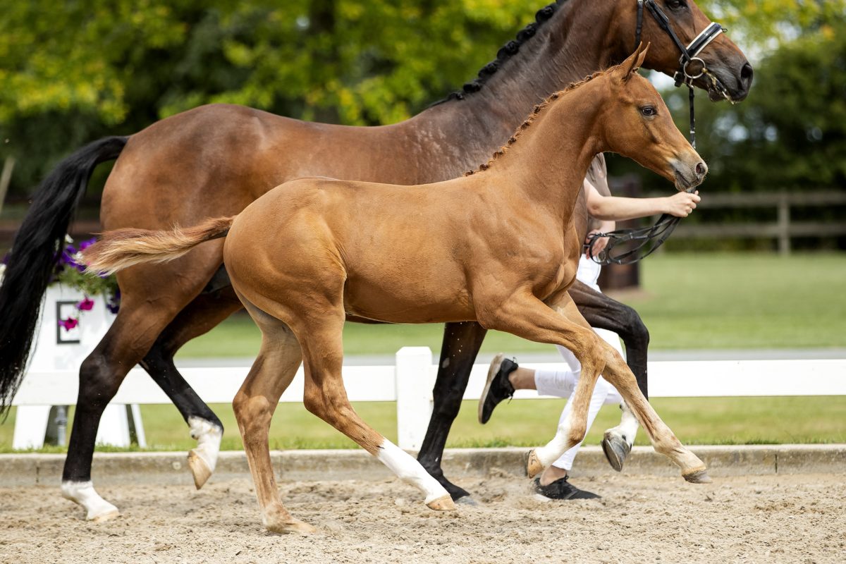 Oristano_(Blue Horse Zackery X Bon Bravour)03 small