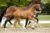 Oristano_(Blue Horse Zackery X Bon Bravour)03 small