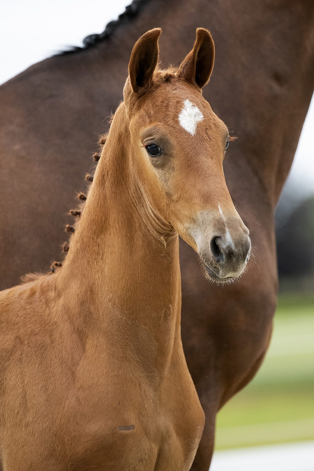 Ormisch_(Furst Jazz X Vivaldi )01 small