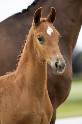 Ormisch_(Furst Jazz X Vivaldi )01 small