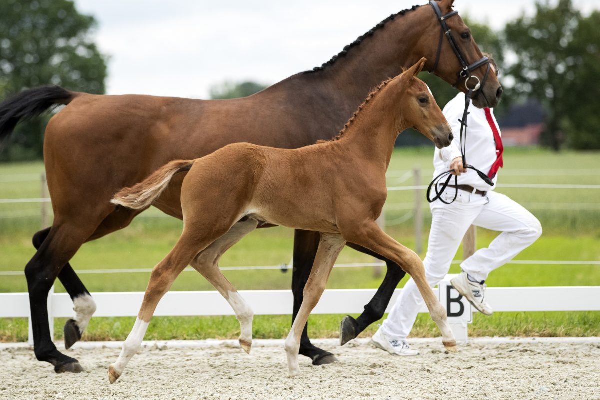 Ormisch_(Furst Jazz X Vivaldi )02 small