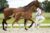 Ormisch_(Furst Jazz X Vivaldi )02 small
