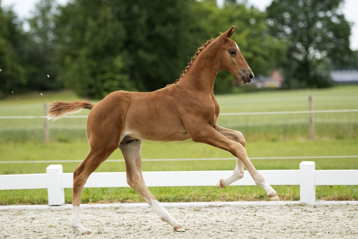 Ormisch_(Furst Jazz X Vivaldi )03 small