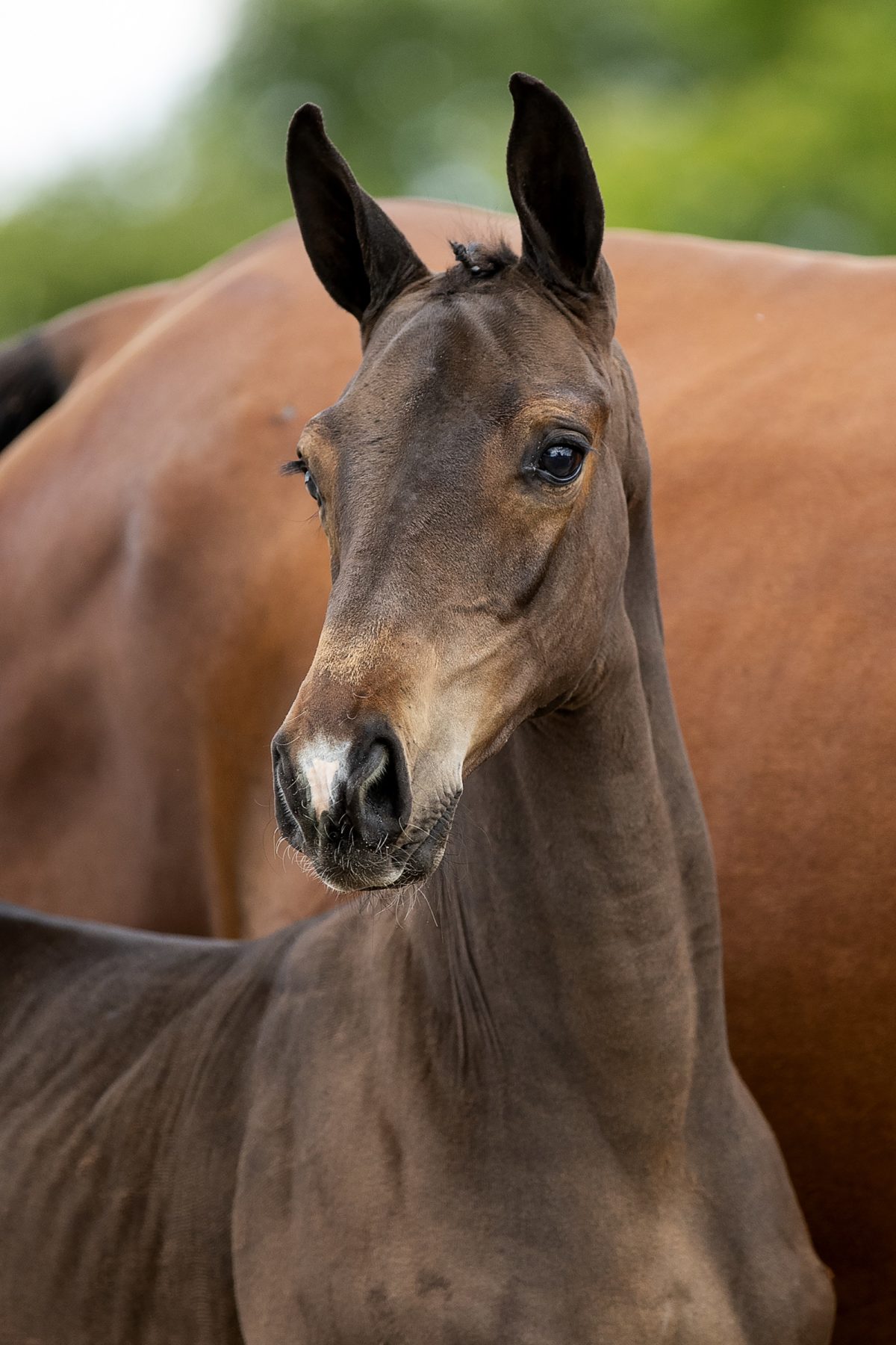 Oscar ES_( Cadex One X Roven XX)01 small