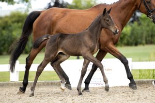 Oscar ES_( Cadex One X Roven XX)02 small